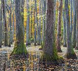 Cypress Swamp In Autumn_25111